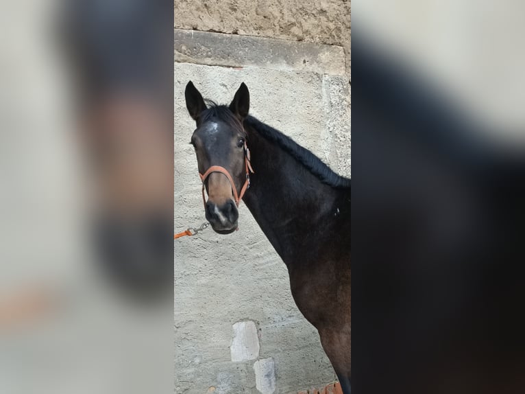 Koń westfalski Klacz 4 lat 165 cm Skarogniada in Naundorf