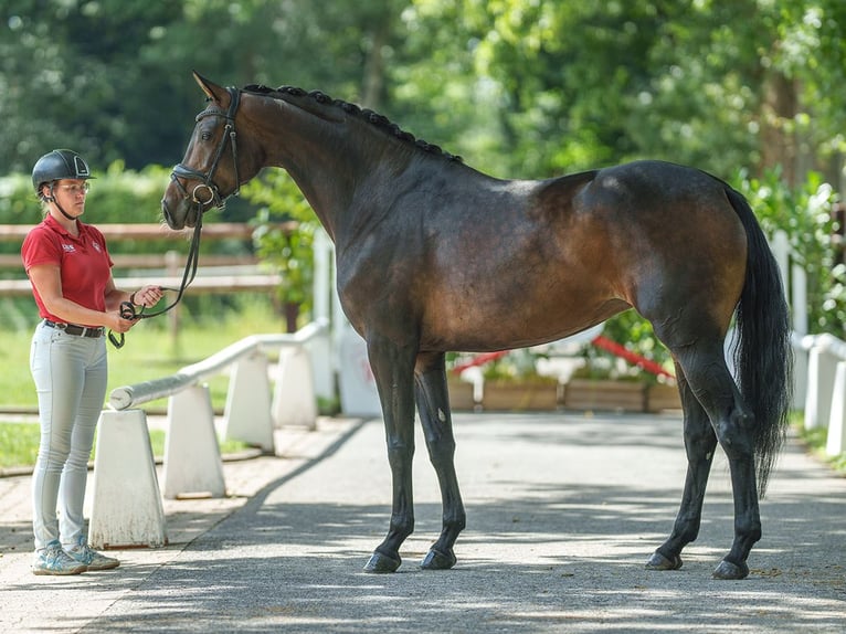 Koń westfalski Klacz 4 lat 166 cm Ciemnogniada in Münster