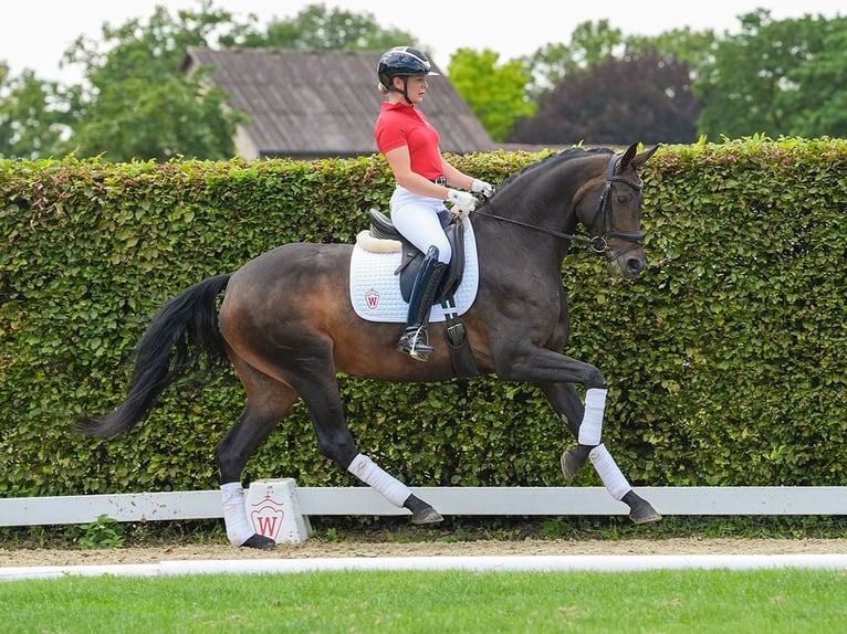 Koń westfalski Klacz 4 lat 166 cm Ciemnogniada in Münster