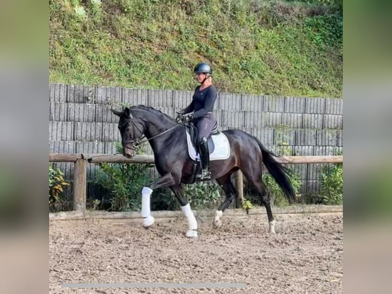 Koń westfalski Klacz 4 lat 166 cm Ciemnogniada in Roßdorf