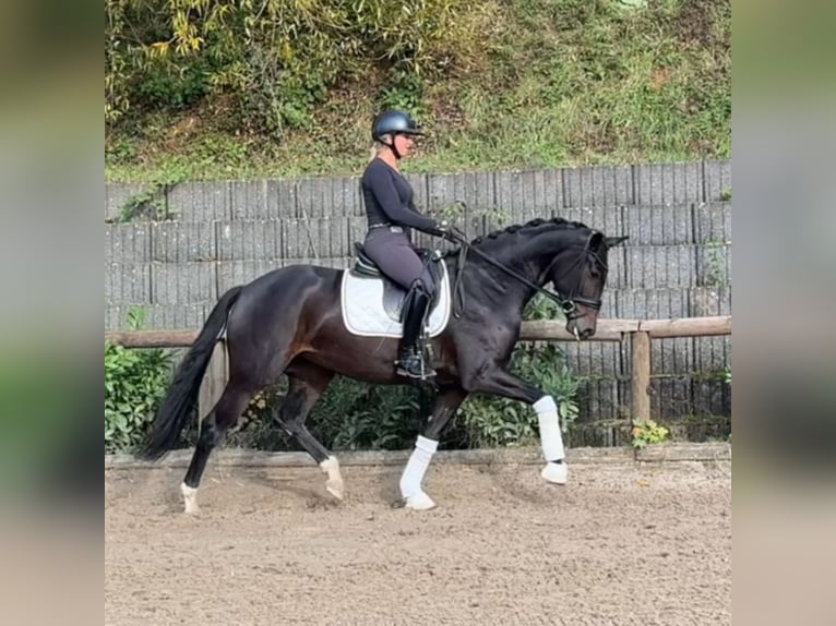 Koń westfalski Klacz 4 lat 166 cm Ciemnogniada in Roßdorf