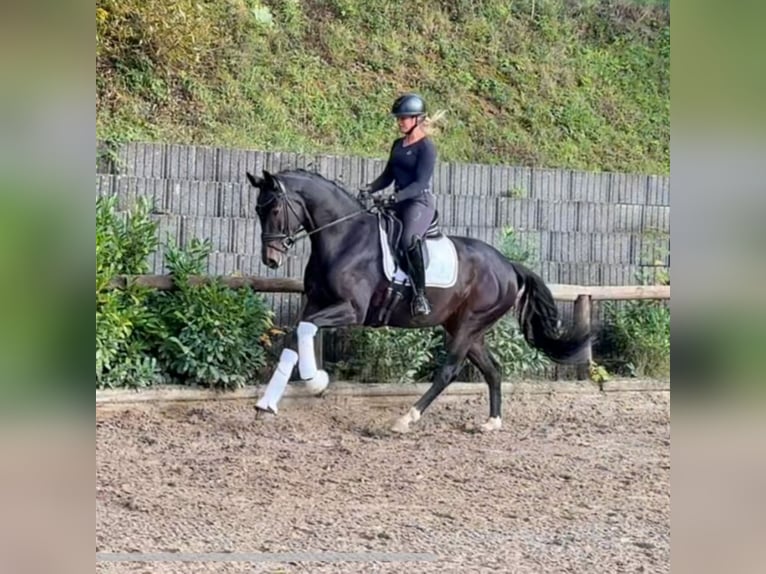 Koń westfalski Klacz 4 lat 166 cm Ciemnogniada in Roßdorf