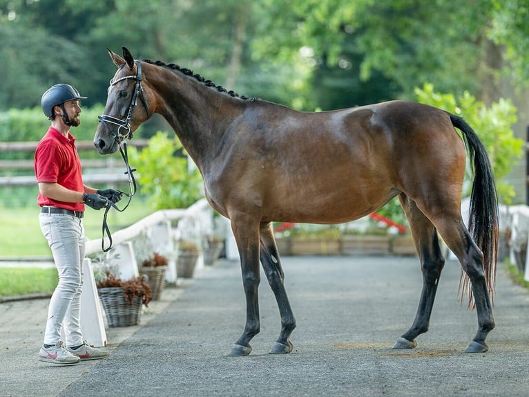 Koń westfalski Klacz 4 lat 166 cm Gniada in Münster-Handorf