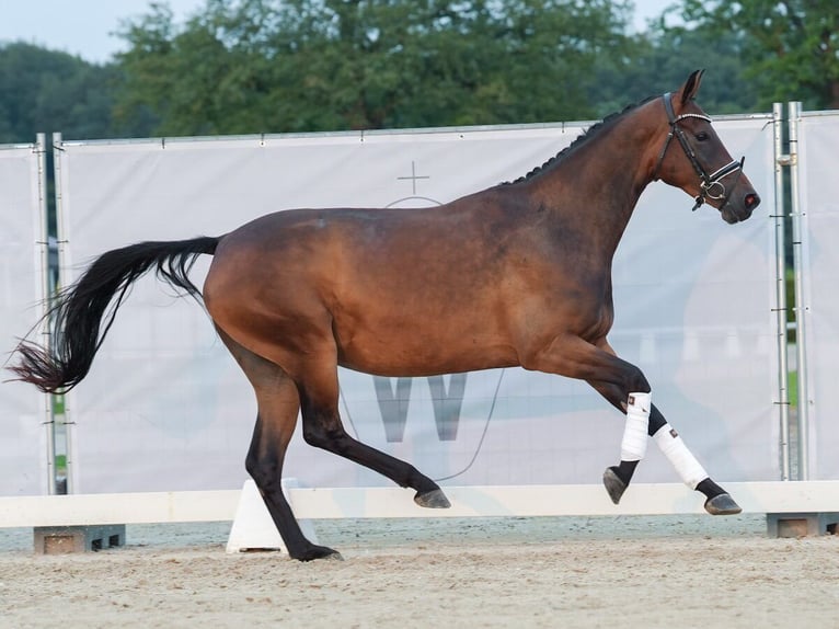 Koń westfalski Klacz 4 lat 166 cm Gniada in Münster-Handorf