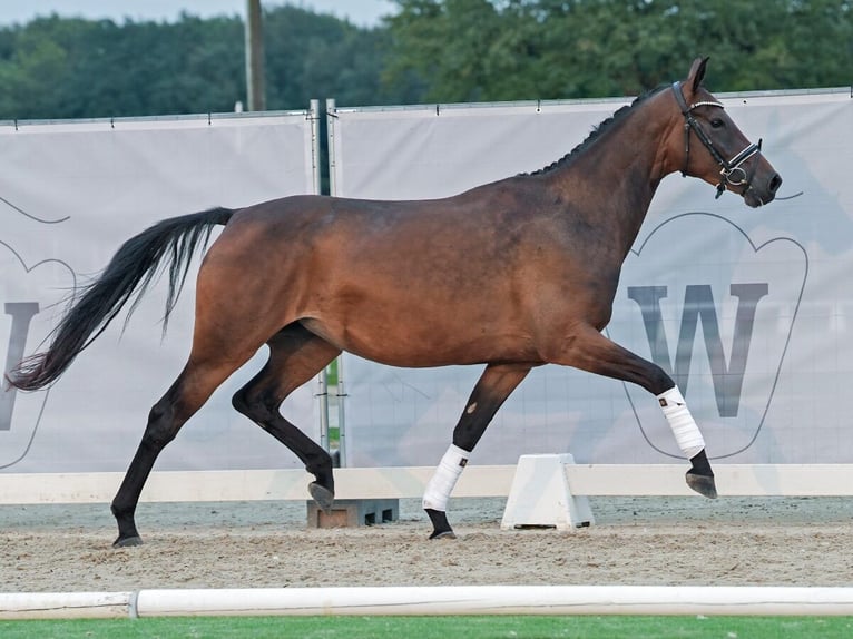 Koń westfalski Klacz 4 lat 166 cm Gniada in Münster-Handorf