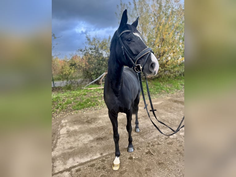 Koń westfalski Klacz 4 lat 166 cm Kara in Grevenbroich