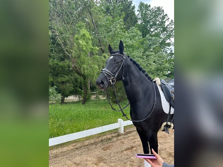 Koń westfalski Klacz 4 lat 166 cm Kara in Loiching