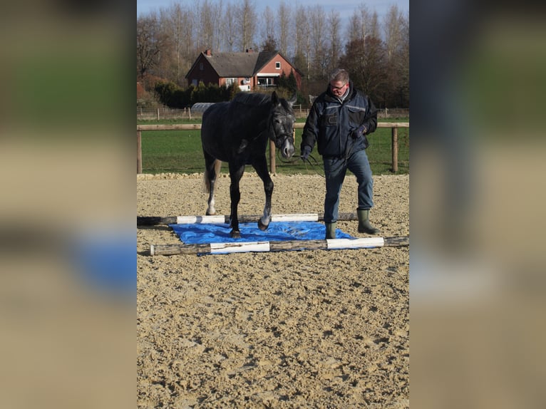 Koń westfalski Klacz 4 lat 166 cm Karosiwa in Ennigerloh