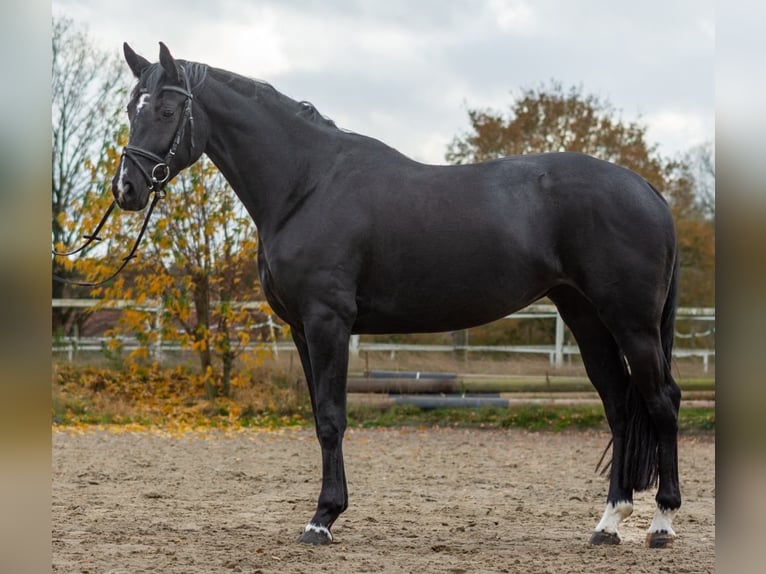 Koń westfalski Klacz 4 lat 166 cm Skarogniada in Heiden