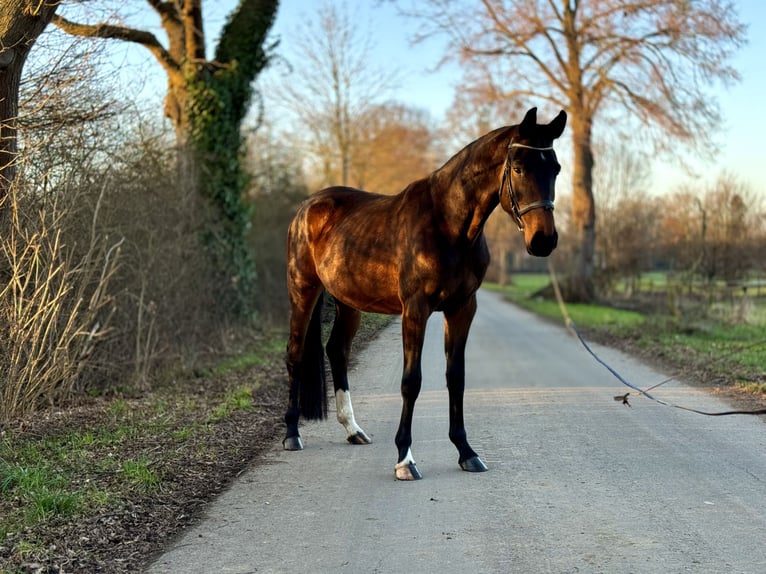 Koń westfalski Klacz 4 lat 167 cm Ciemnogniada in Kerpen