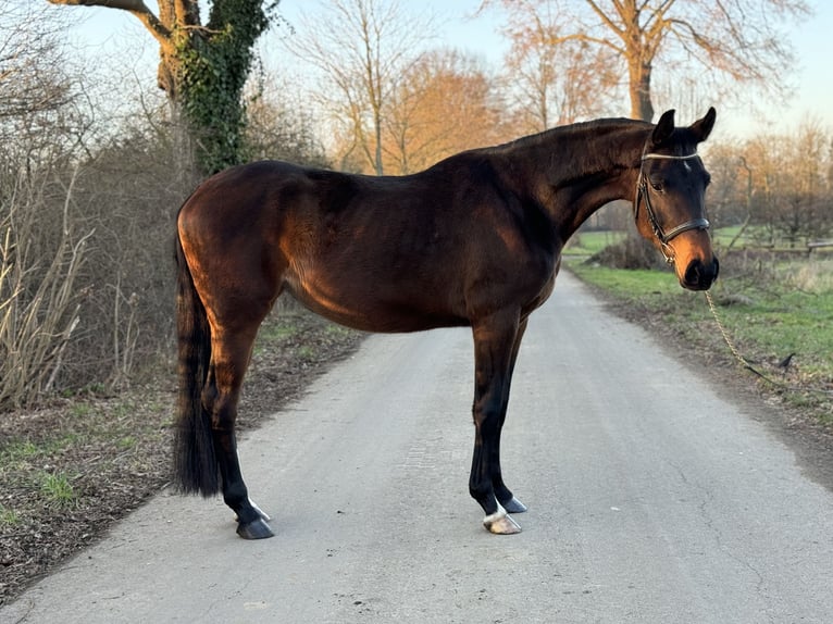 Koń westfalski Klacz 4 lat 167 cm Ciemnogniada in Kerpen