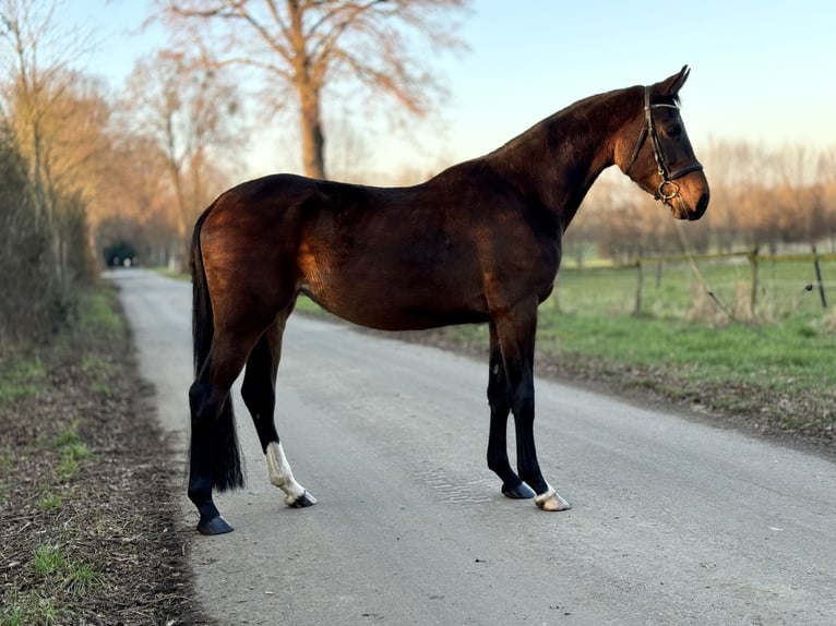 Koń westfalski Klacz 4 lat 167 cm Ciemnogniada in Kerpen