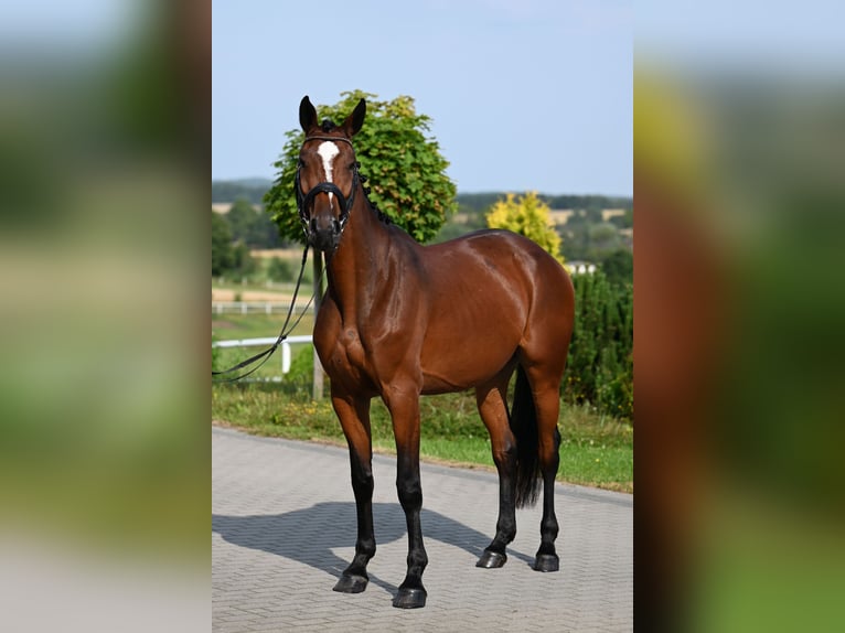 Koń westfalski Klacz 4 lat 167 cm Gniada in Wysin