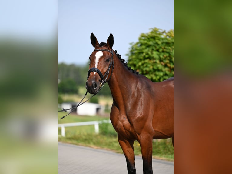 Koń westfalski Klacz 4 lat 167 cm Gniada in Wysin