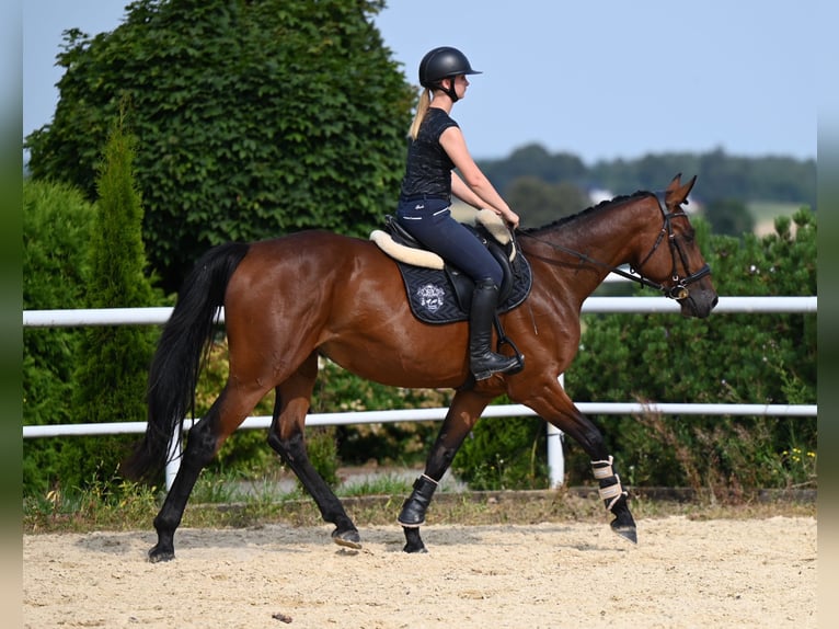 Koń westfalski Klacz 4 lat 167 cm Gniada in Wysin