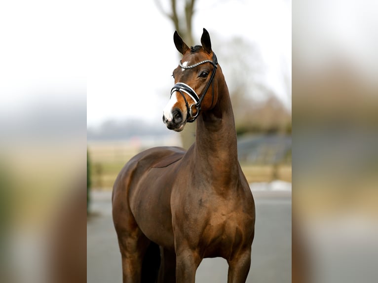 Koń westfalski Klacz 4 lat 167 cm Gniada in Vechta