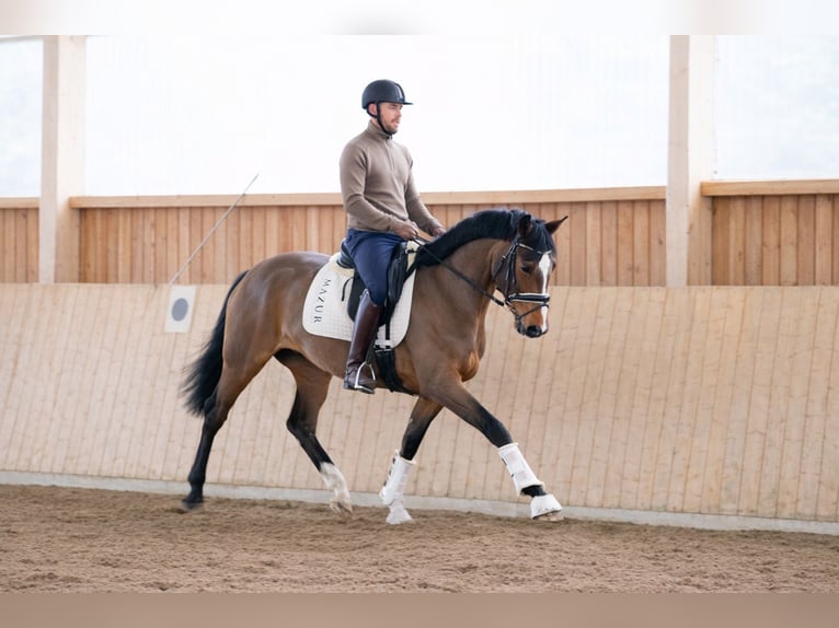 Koń westfalski Klacz 4 lat 167 cm Gniada in FürstenauFürstenau