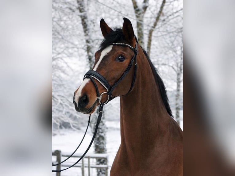 Koń westfalski Klacz 4 lat 167 cm Gniada in FürstenauFürstenau