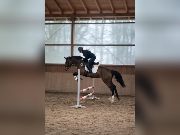 Koń westfalski Klacz 4 lat 167 cm Gniada in FürstenauFürstenau