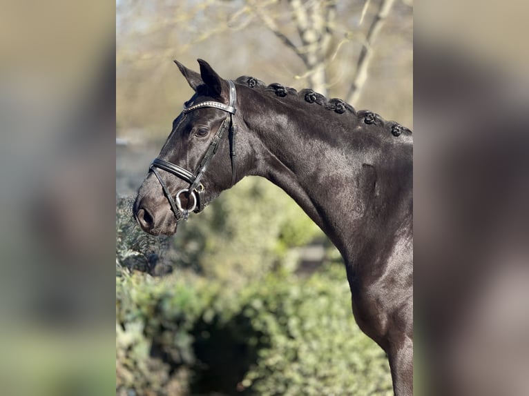 Koń westfalski Klacz 4 lat 167 cm Kara in Münster