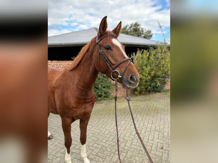 Koń westfalski Klacz 4 lat 167 cm Kasztanowata in Nettetal