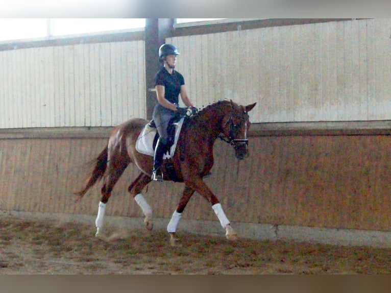 Koń westfalski Klacz 4 lat 167 cm Kasztanowata in Iserlohn