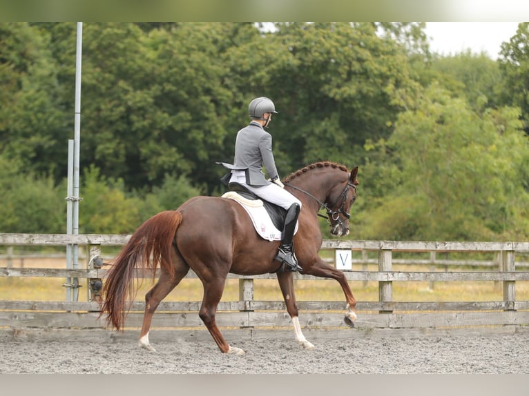 Koń westfalski Klacz 4 lat 167 cm Kasztanowata in Kent