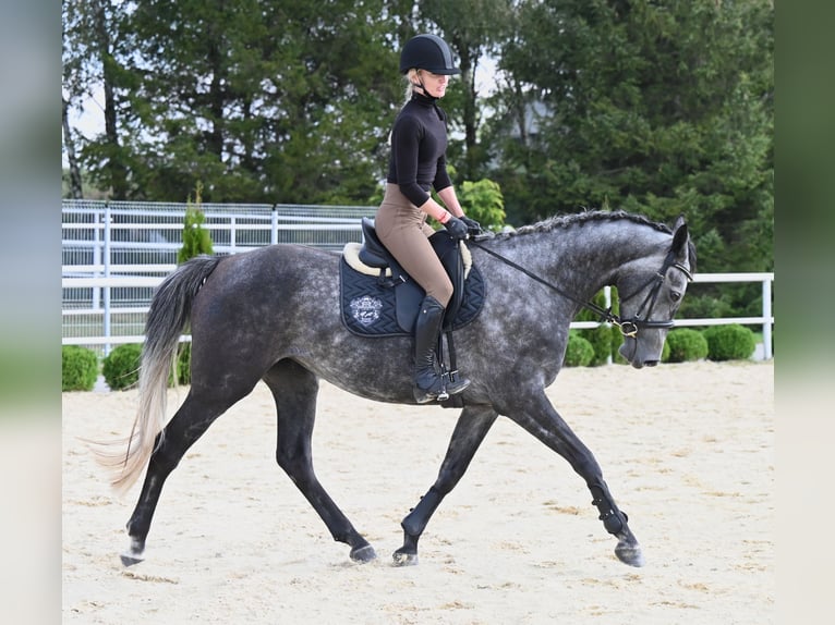 Koń westfalski Klacz 4 lat 167 cm Siwa jabłkowita in Wysin