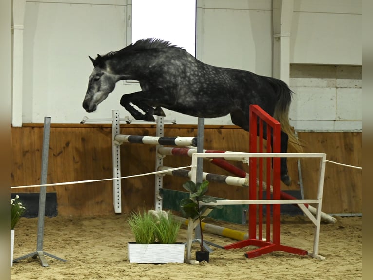 Koń westfalski Klacz 4 lat 167 cm Siwa jabłkowita in Wysin