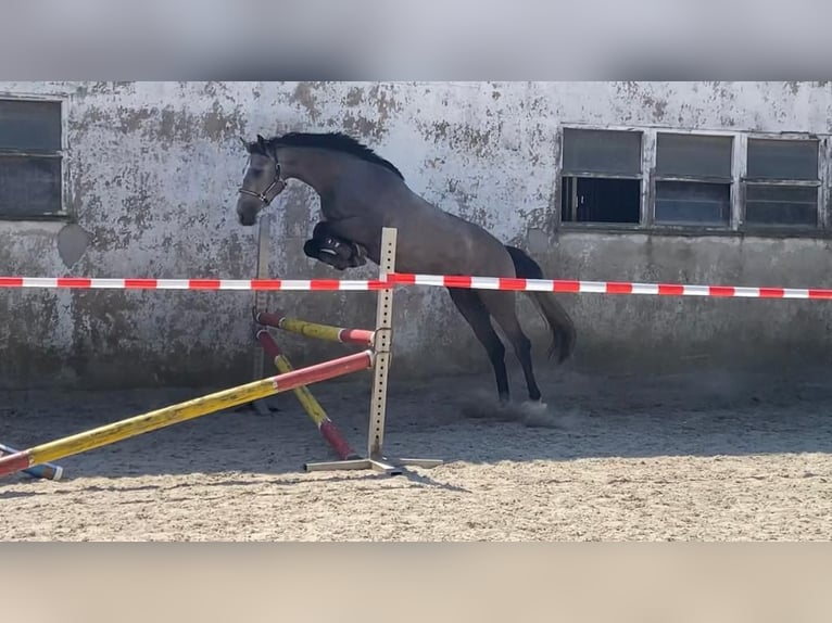 Koń westfalski Klacz 4 lat 167 cm Siwa in Overath