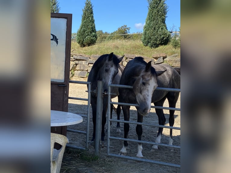 Koń westfalski Klacz 4 lat 167 cm Siwa in Overath