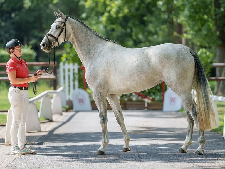 Koń westfalski Klacz 4 lat 167 cm Siwa in Münster