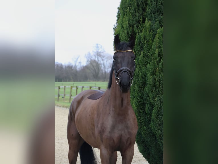 Koń westfalski Klacz 4 lat 167 cm Skarogniada in Nottuln