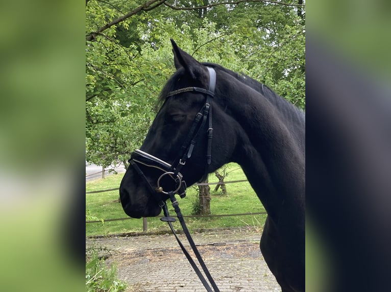 Koń westfalski Klacz 4 lat 167 cm Skarogniada in Balve