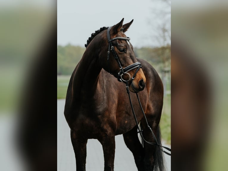 Koń westfalski Klacz 4 lat 168 cm Ciemnogniada in L&#xF6;wenberger Land