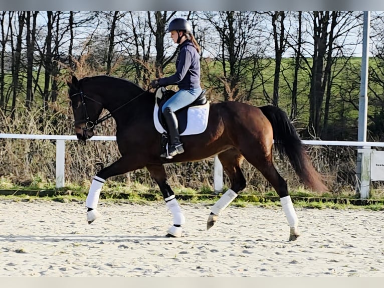 Koń westfalski Klacz 4 lat 168 cm Ciemnogniada in Ruppichteroth