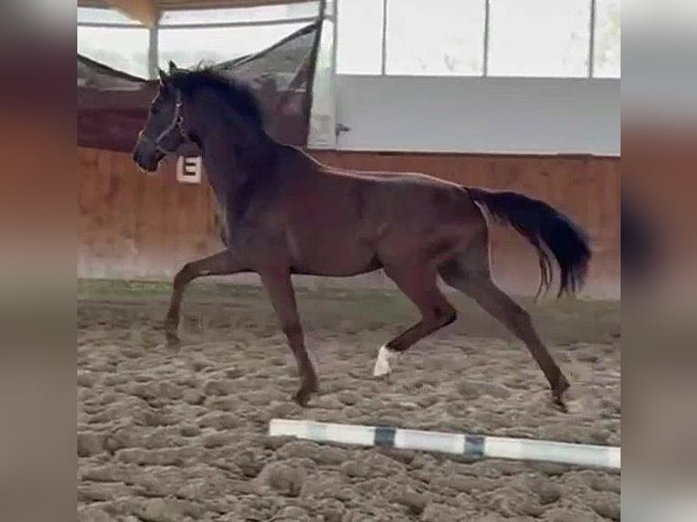 Koń westfalski Klacz 4 lat 168 cm Ciemnokasztanowata in Telgte