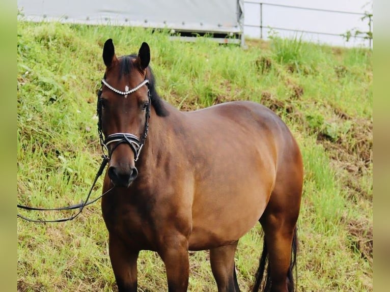 Koń westfalski Klacz 4 lat 168 cm Gniada in Hagen