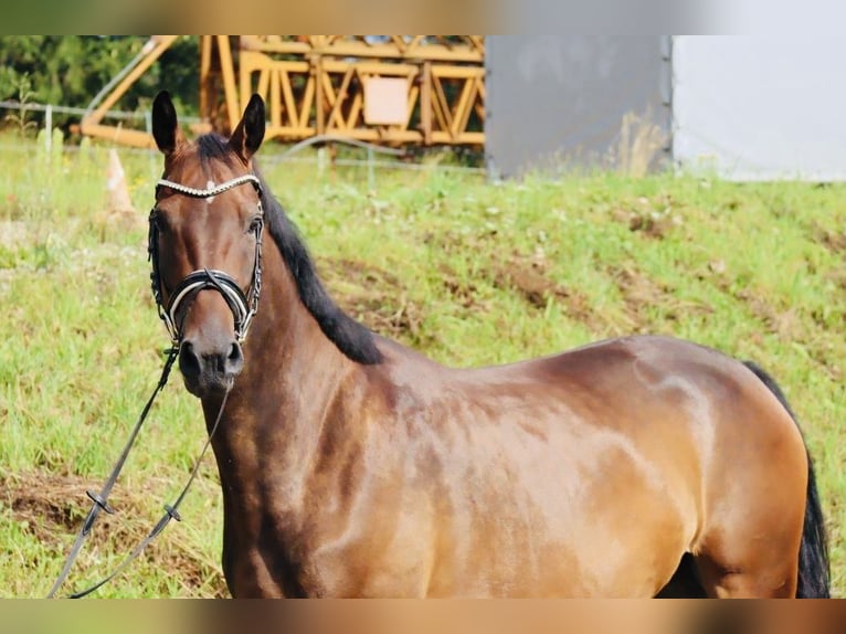 Koń westfalski Klacz 4 lat 168 cm Gniada in Hagen