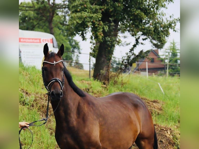 Koń westfalski Klacz 4 lat 168 cm Gniada in Hagen