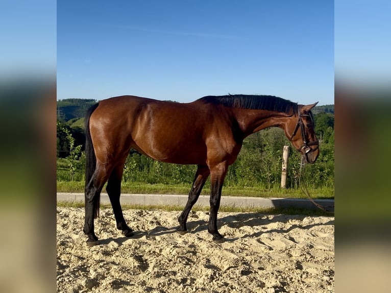Koń westfalski Klacz 4 lat 168 cm Gniada in Meinerzhagen