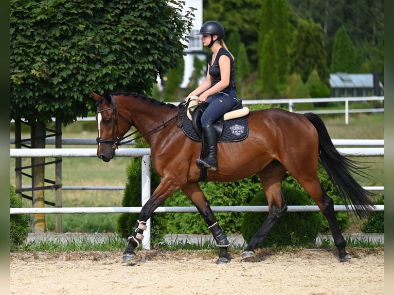 Koń westfalski Klacz 4 lat 168 cm Gniada in Wysin