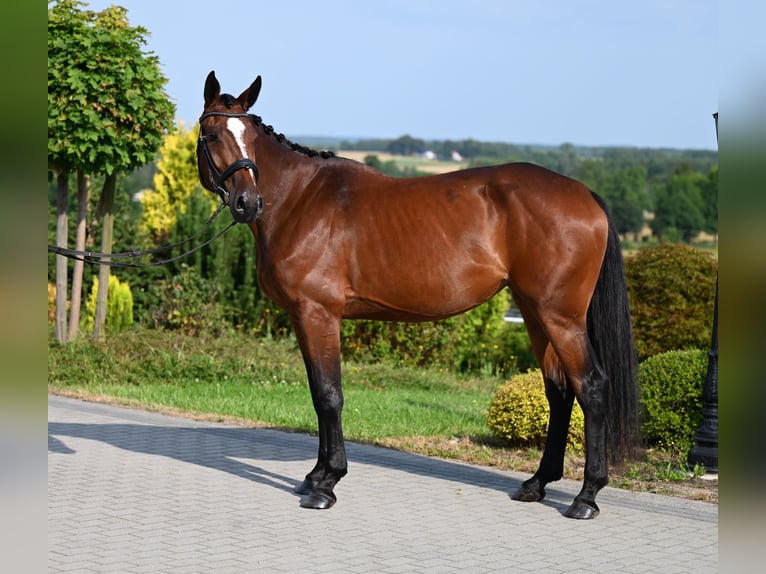 Koń westfalski Klacz 4 lat 168 cm Gniada in Wysin