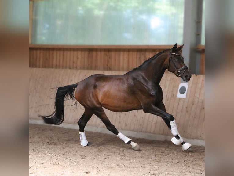 Koń westfalski Klacz 4 lat 168 cm Gniada in Fürstenau