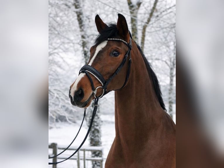 Koń westfalski Klacz 4 lat 168 cm Gniada in Fürstenau