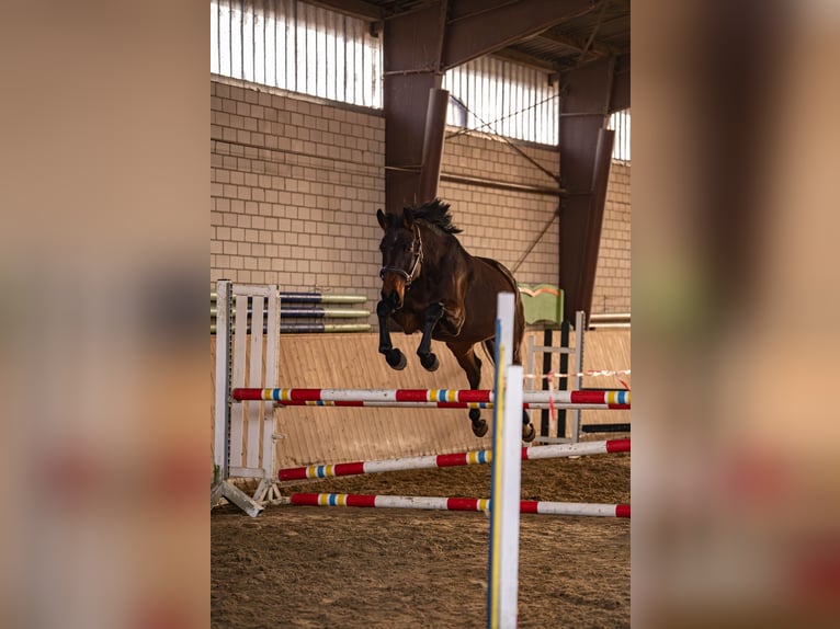 Koń westfalski Klacz 4 lat 168 cm Gniada in Glandorf