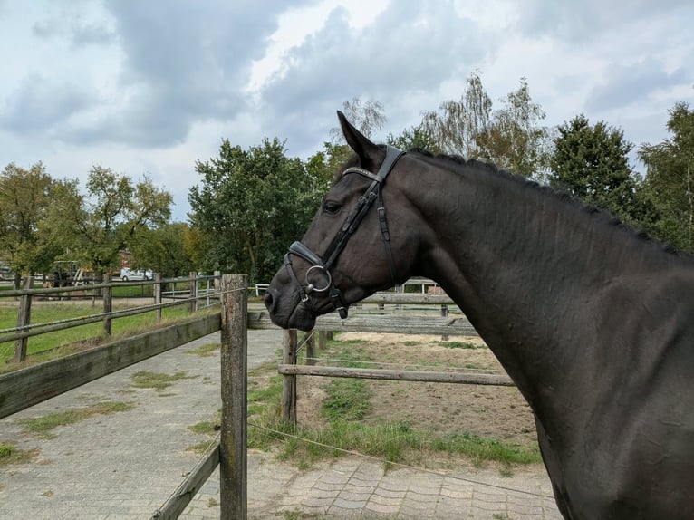 Koń westfalski Klacz 4 lat 168 cm Kara in Heiden