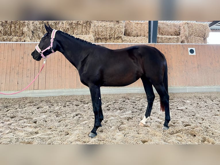 Koń westfalski Klacz 4 lat 168 cm Kara in Versmold