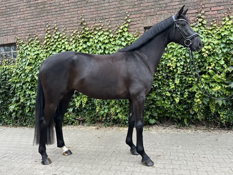 Koń westfalski Klacz 4 lat 168 cm Kara in Rees
