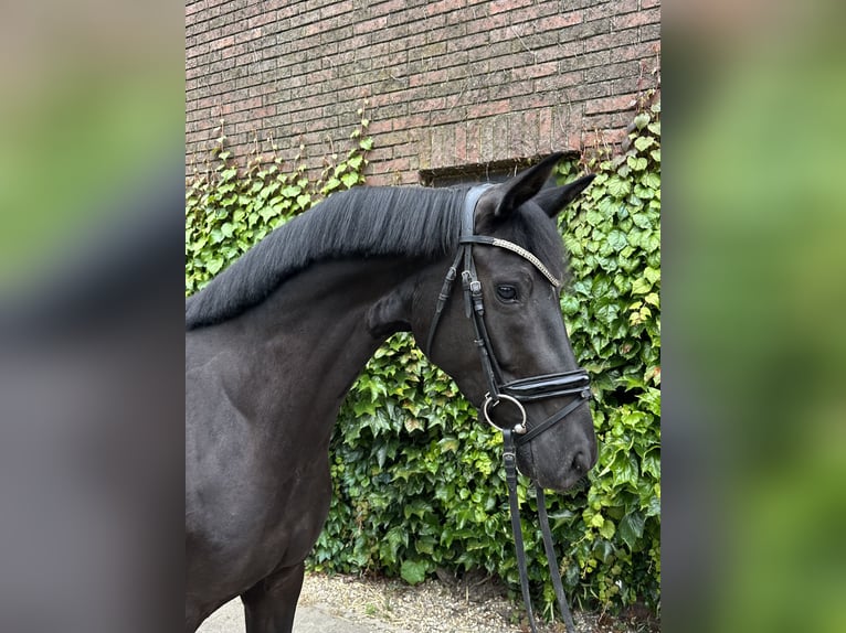 Koń westfalski Klacz 4 lat 168 cm Kara in Rees